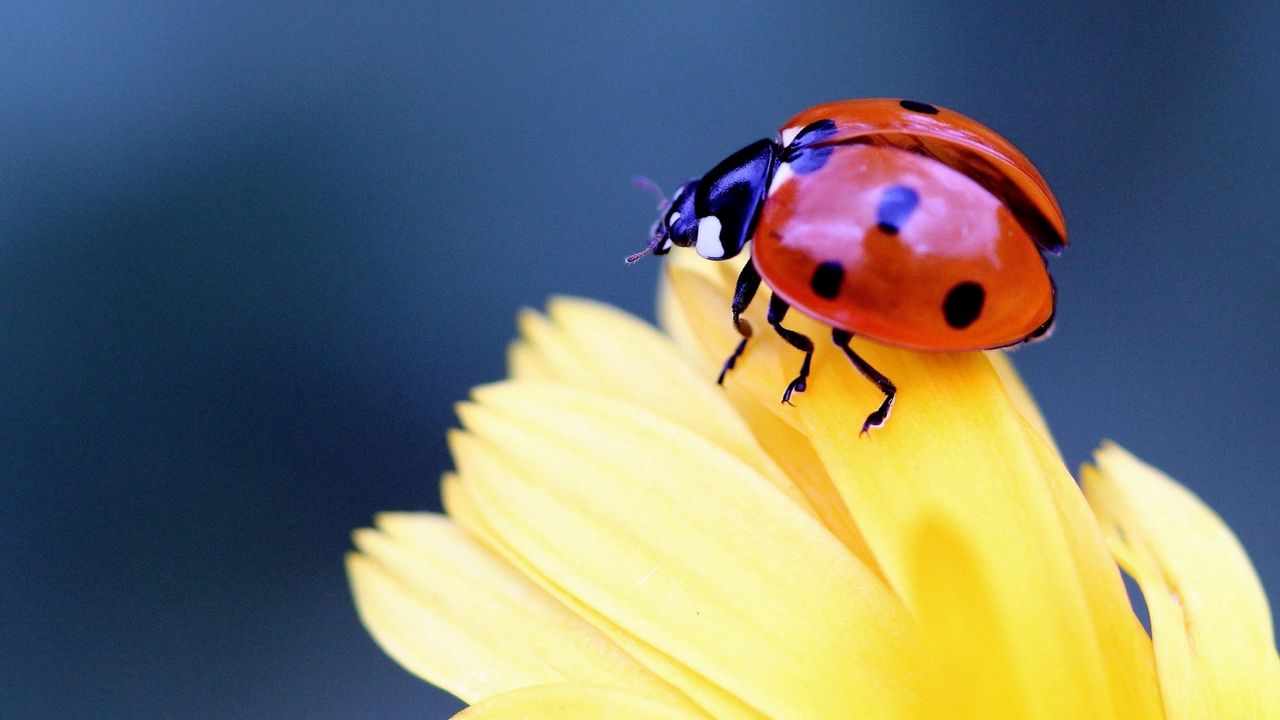Wallpaper ladybug, flower, petal, close-up