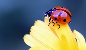 Preview wallpaper ladybug, flower, petal, close-up