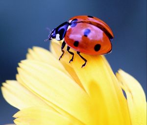 Preview wallpaper ladybug, flower, petal, close-up