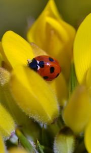 Preview wallpaper ladybug, flower, petals, yellow, macro