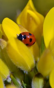 Preview wallpaper ladybug, flower, petals, yellow, macro