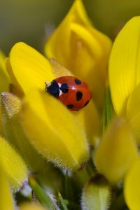 Preview wallpaper ladybug, flower, petals, yellow, macro