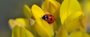 Preview wallpaper ladybug, flower, petals, yellow, macro