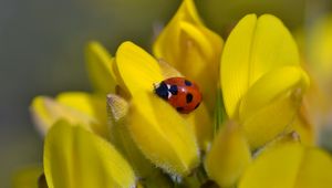 Preview wallpaper ladybug, flower, petals, yellow, macro