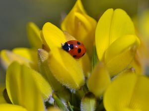 Preview wallpaper ladybug, flower, petals, yellow, macro