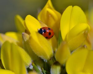 Preview wallpaper ladybug, flower, petals, yellow, macro