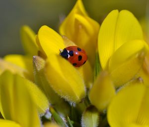 Preview wallpaper ladybug, flower, petals, yellow, macro