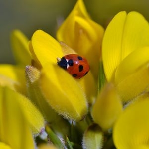 Preview wallpaper ladybug, flower, petals, yellow, macro