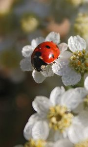 Preview wallpaper ladybug, flowers, blur