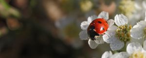 Preview wallpaper ladybug, flowers, blur