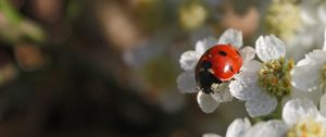 Preview wallpaper ladybug, flowers, blur