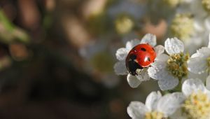 Preview wallpaper ladybug, flowers, blur