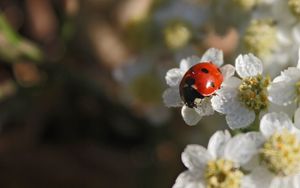 Preview wallpaper ladybug, flowers, blur