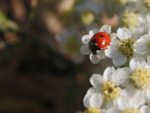 Preview wallpaper ladybug, flowers, blur