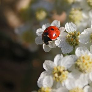 Preview wallpaper ladybug, flowers, blur
