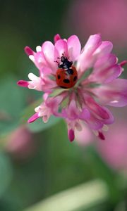 Preview wallpaper ladybug, flowers, clover, white