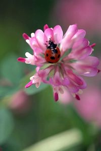 Preview wallpaper ladybug, flowers, clover, white