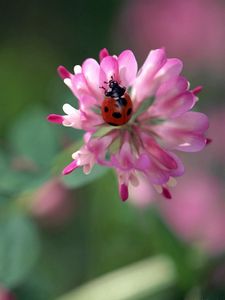 Preview wallpaper ladybug, flowers, clover, white