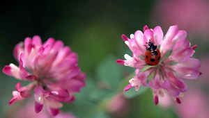 Preview wallpaper ladybug, flowers, clover, white