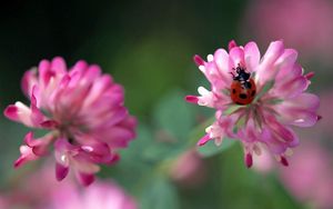 Preview wallpaper ladybug, flowers, clover, white