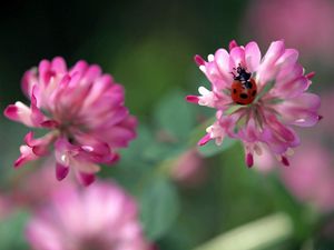 Preview wallpaper ladybug, flowers, clover, white