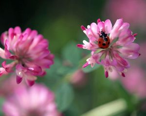 Preview wallpaper ladybug, flowers, clover, white