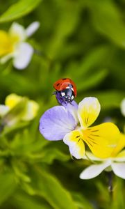 Preview wallpaper ladybug, flowers, crawling, insect