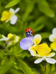 Preview wallpaper ladybug, flowers, crawling, insect