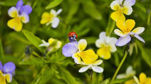 Preview wallpaper ladybug, flowers, crawling, insect