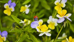 Preview wallpaper ladybug, flowers, crawling, insect