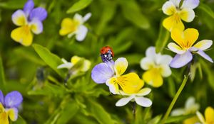 Preview wallpaper ladybug, flowers, crawling, insect