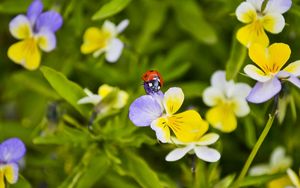 Preview wallpaper ladybug, flowers, crawling, insect