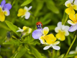 Preview wallpaper ladybug, flowers, crawling, insect