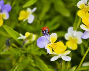 Preview wallpaper ladybug, flowers, crawling, insect