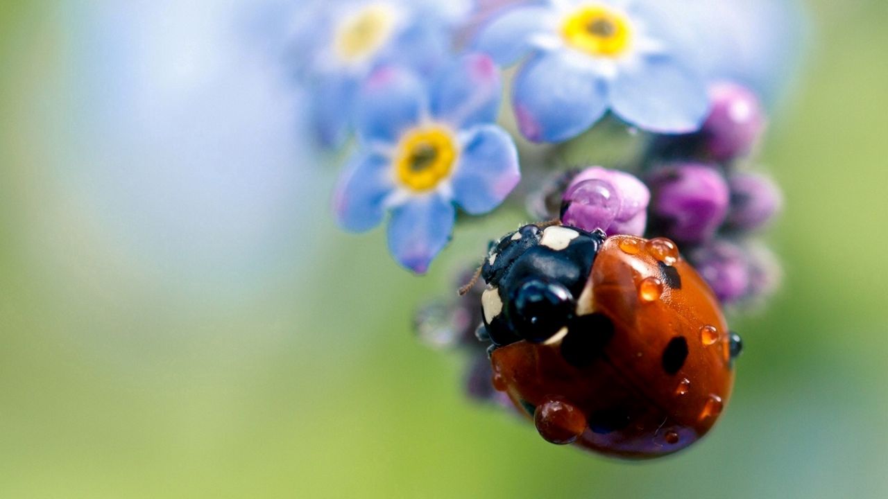 Wallpaper ladybug, flowers, small, field