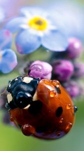 Preview wallpaper ladybug, flowers, small, field