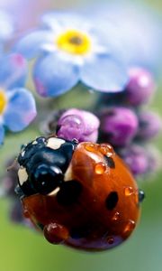 Preview wallpaper ladybug, flowers, small, field