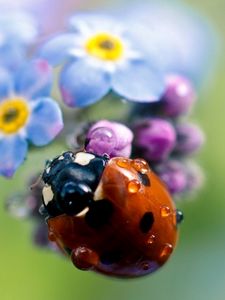 Preview wallpaper ladybug, flowers, small, field