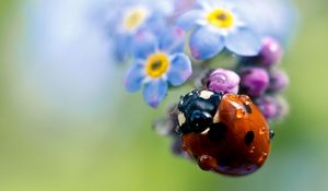 Preview wallpaper ladybug, flowers, small, field