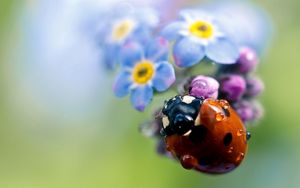 Preview wallpaper ladybug, flowers, small, field