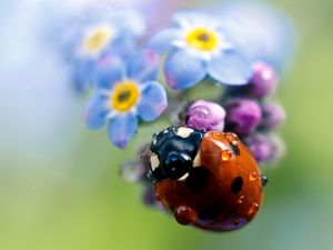 Preview wallpaper ladybug, flowers, small, field