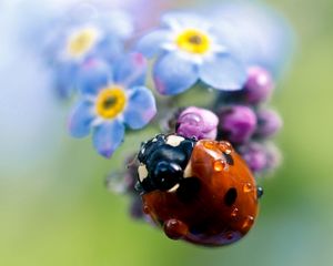 Preview wallpaper ladybug, flowers, small, field