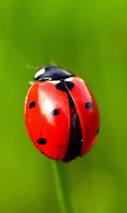 Preview wallpaper ladybug, grass, blurring, spots, red