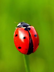 Preview wallpaper ladybug, grass, blurring, spots, red