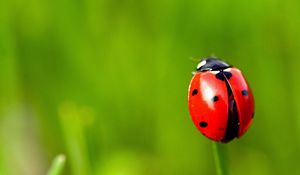 Preview wallpaper ladybug, grass, blurring, spots, red