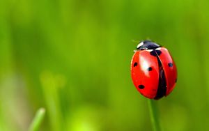 Preview wallpaper ladybug, grass, blurring, spots, red