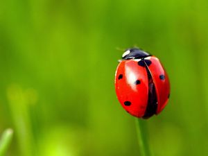 Preview wallpaper ladybug, grass, blurring, spots, red