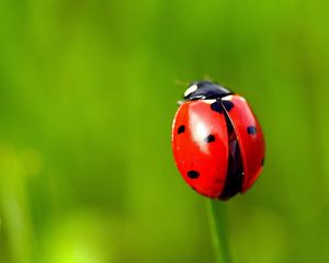 Preview wallpaper ladybug, grass, blurring, spots, red