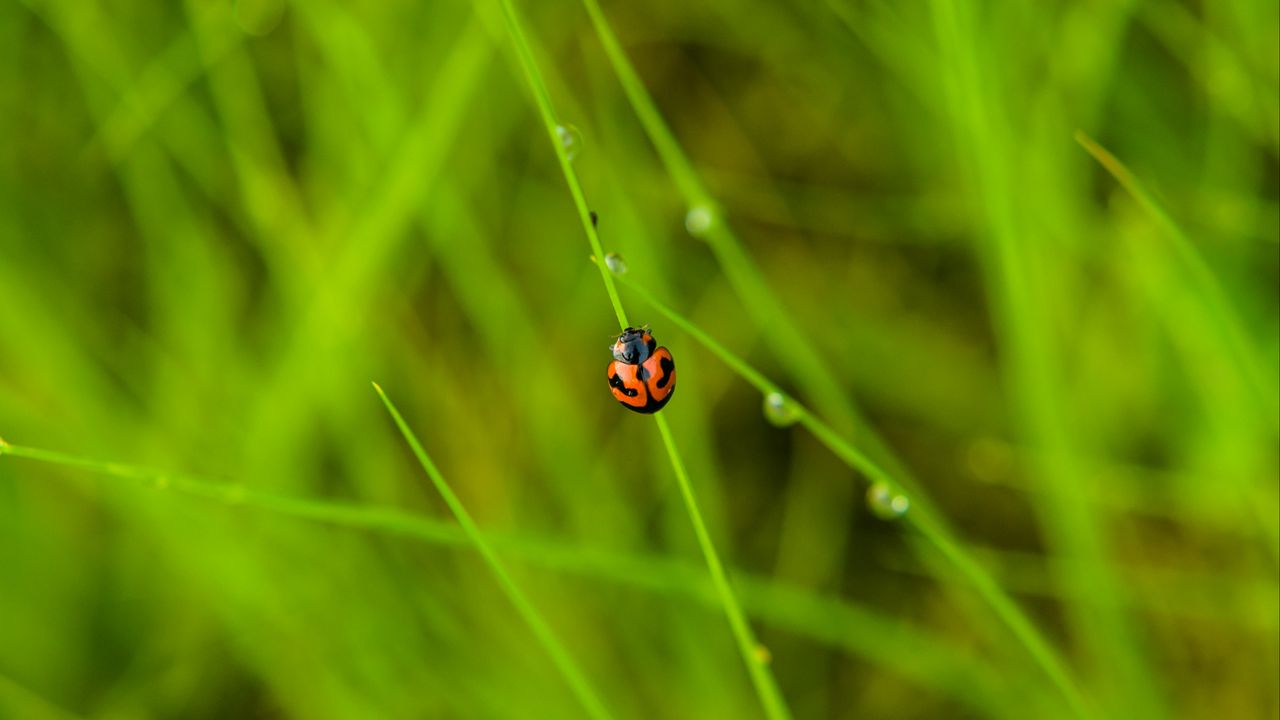 Wallpaper ladybug, grass, dew, insect, macro