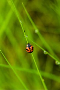 Preview wallpaper ladybug, grass, dew, insect, macro